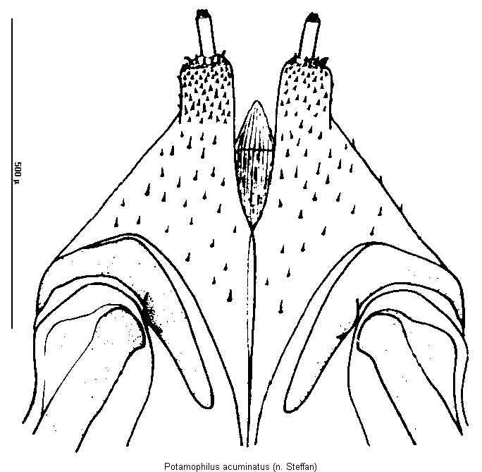 potamophilus_acuminatus_ovi.gif
