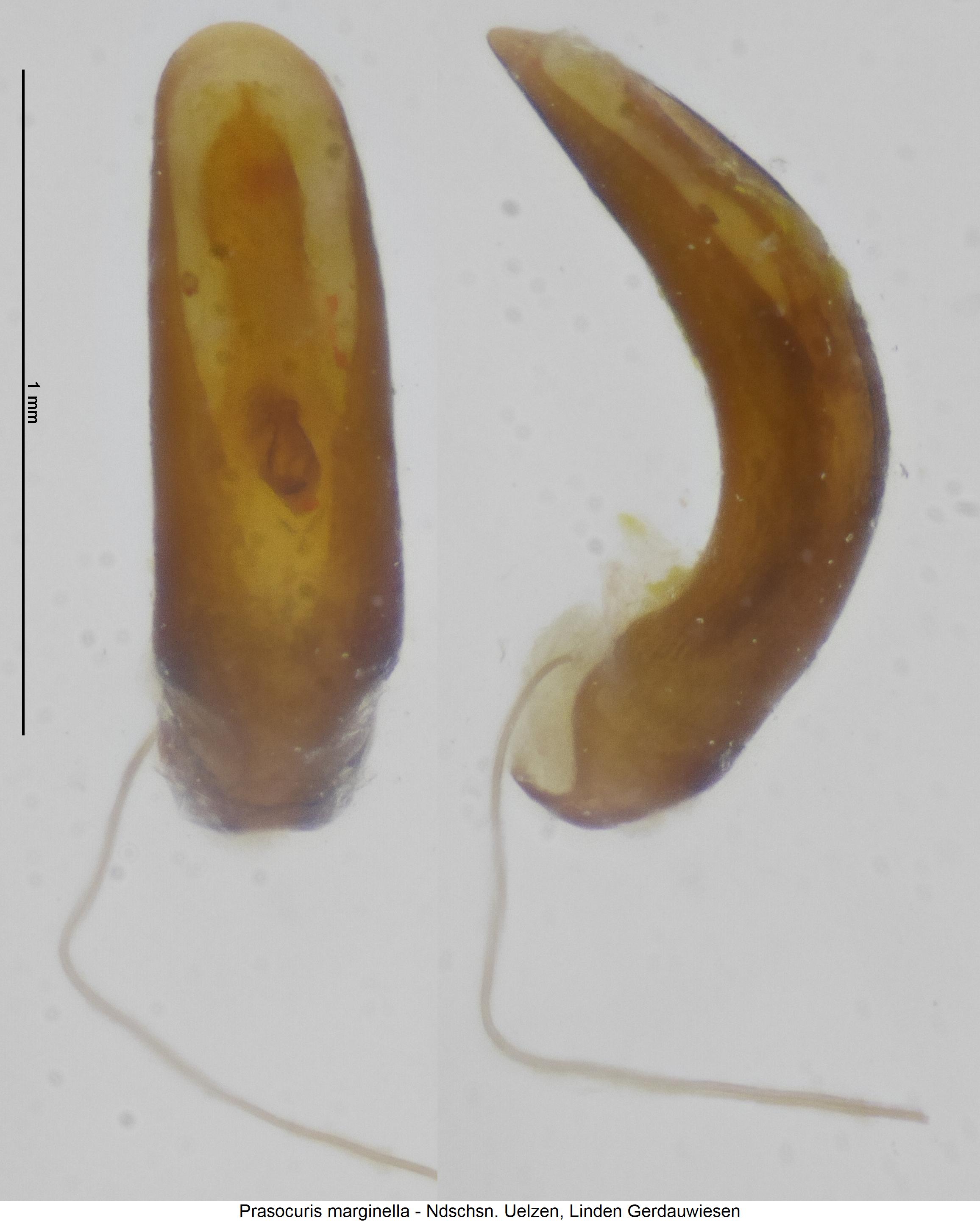 prasocuris_marginella.jpg