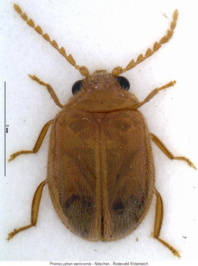 prionocyphon_serricornis_hab.jpg