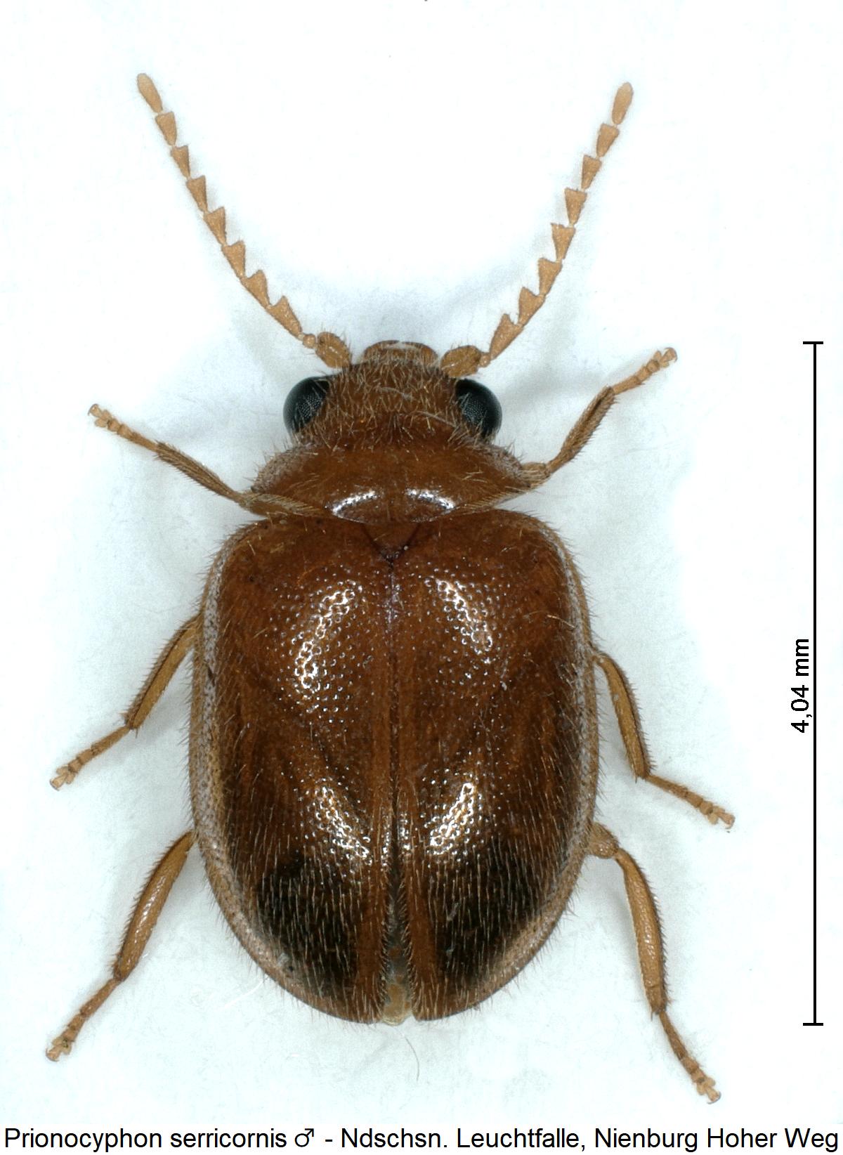 prionocyphon_serricornis_m_hab.jpg