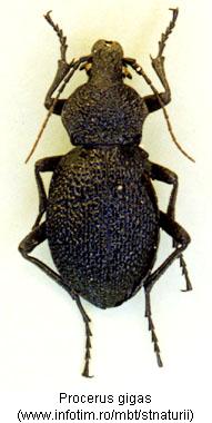 procerus_gigas_hab.jpg