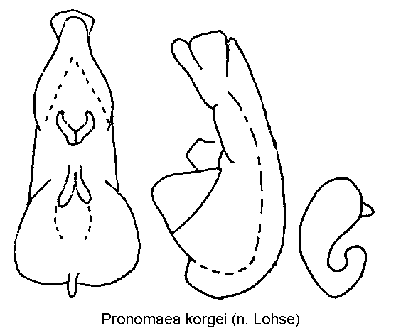 pronomaea_korgei.gif