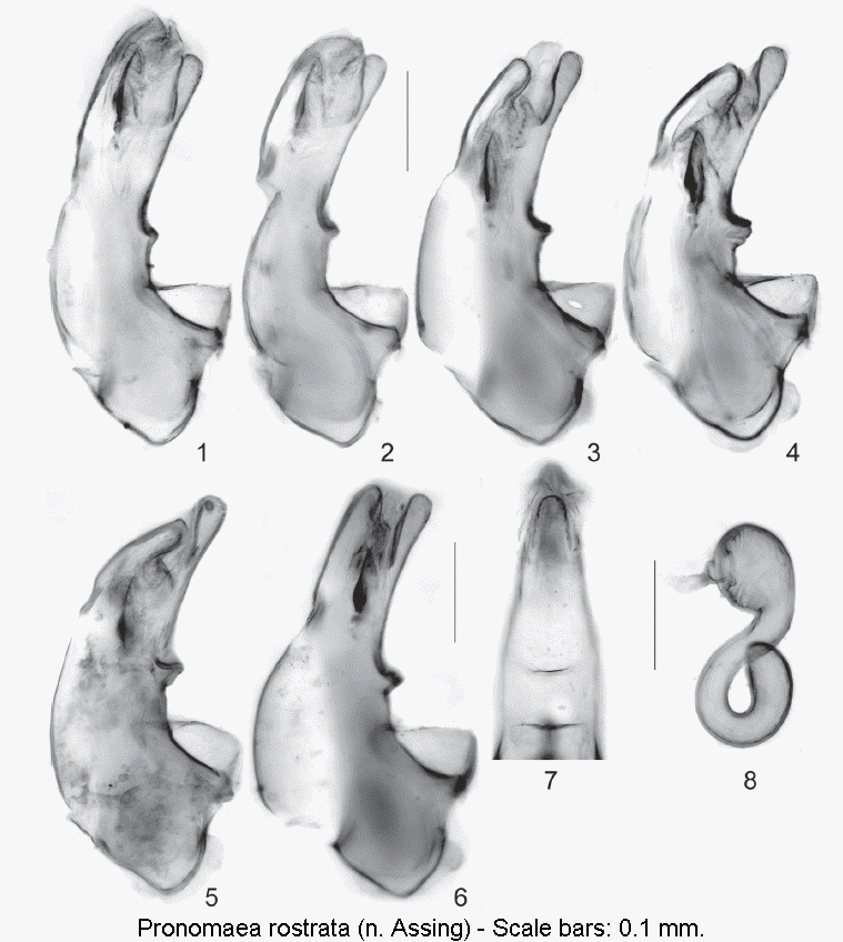 pronomaea_rostrata1.gif
