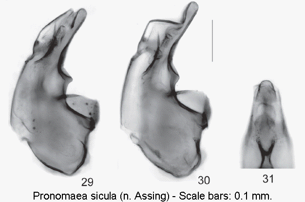 pronomaea_sicula.gif