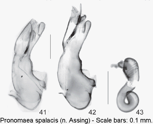 pronomaea_spalacis.gif