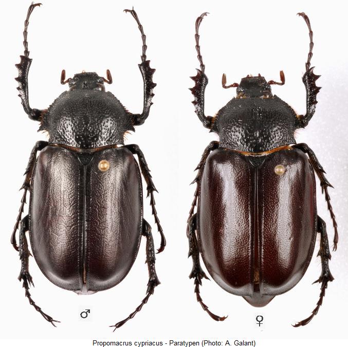 propomacrus_cypriacus_hab.jpg