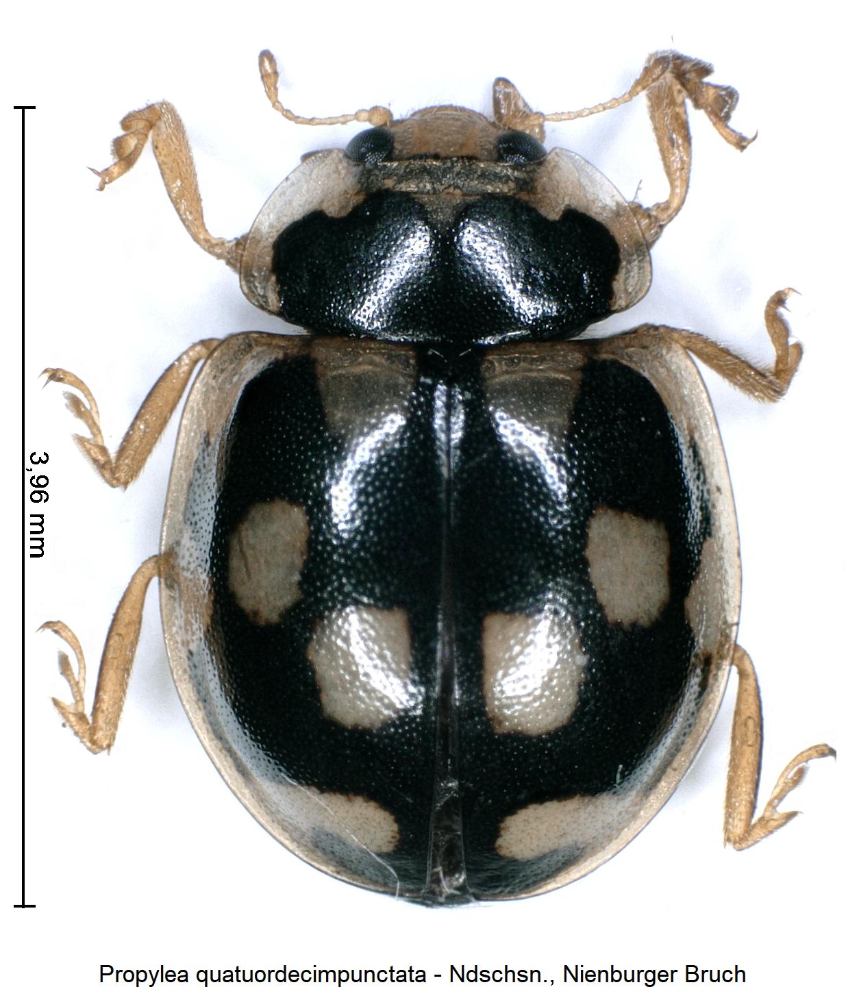 propylea_quatuordecimpunctata_hab.jpg