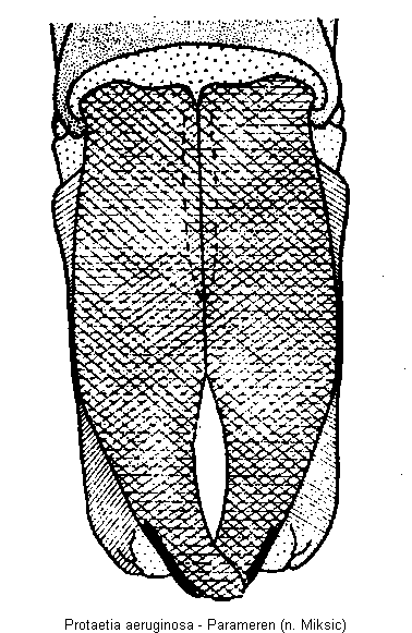 protaetia_aeruginosa.gif