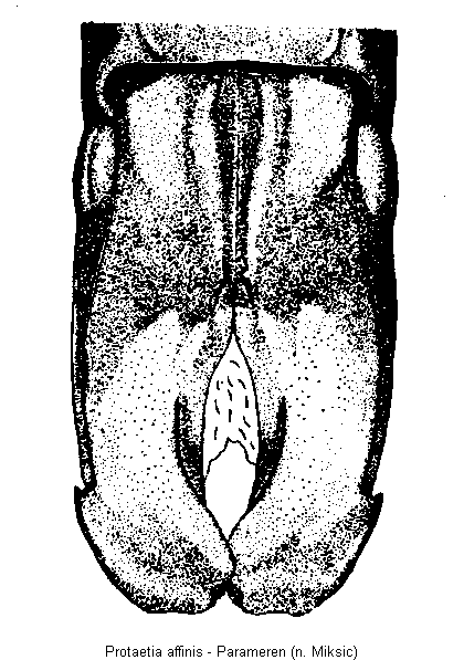 protaetia_affinis.gif