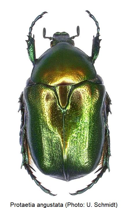 protaetia_angustata_hab1.jpg