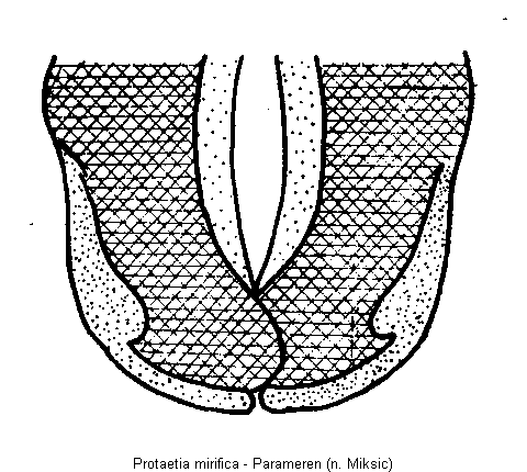 protaetia_mirifica.gif