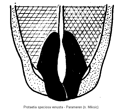 protaetia_venusta.gif
