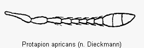 protapion_apricans_f.gif