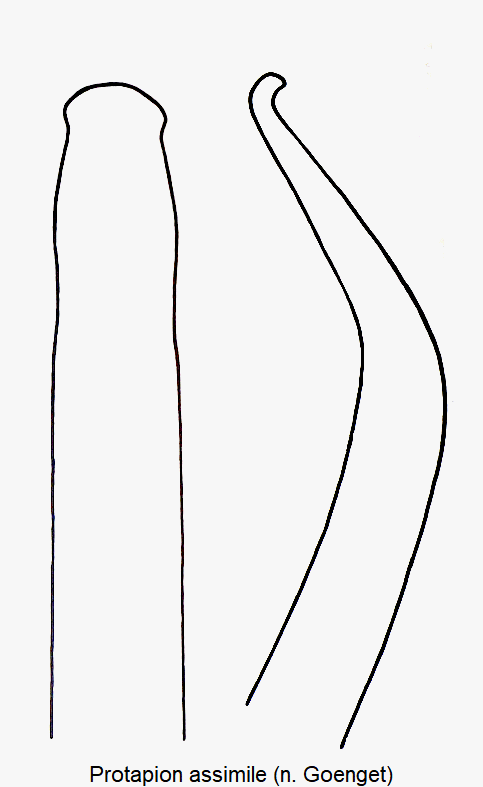 protapion_assimile1.gif