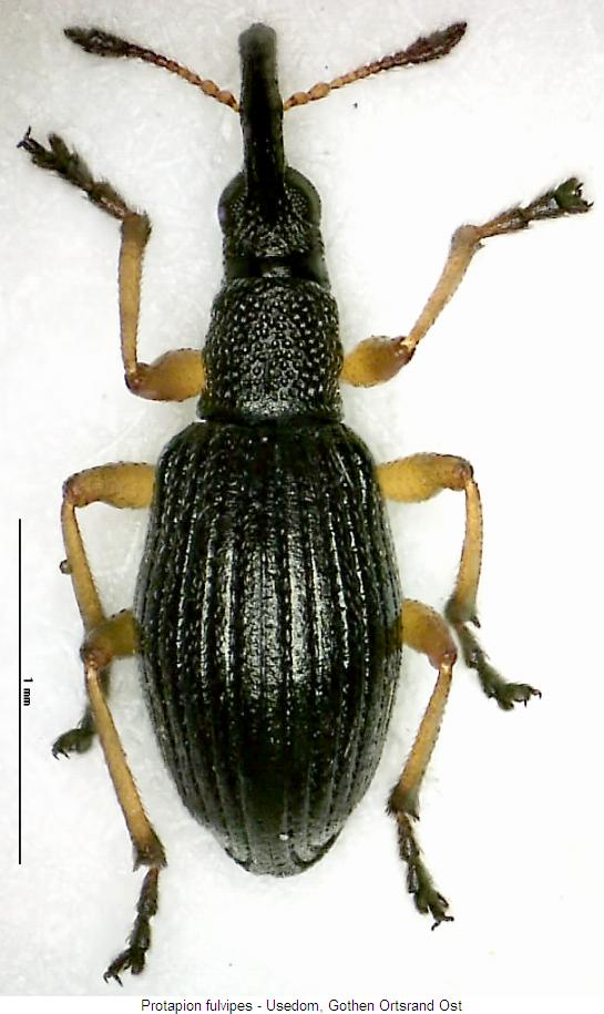 protapion_fulvipes_hab.jpg