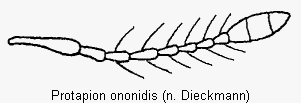 protapion_ononidis_f.gif