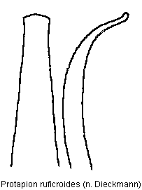 protapion_ruficroides.gif