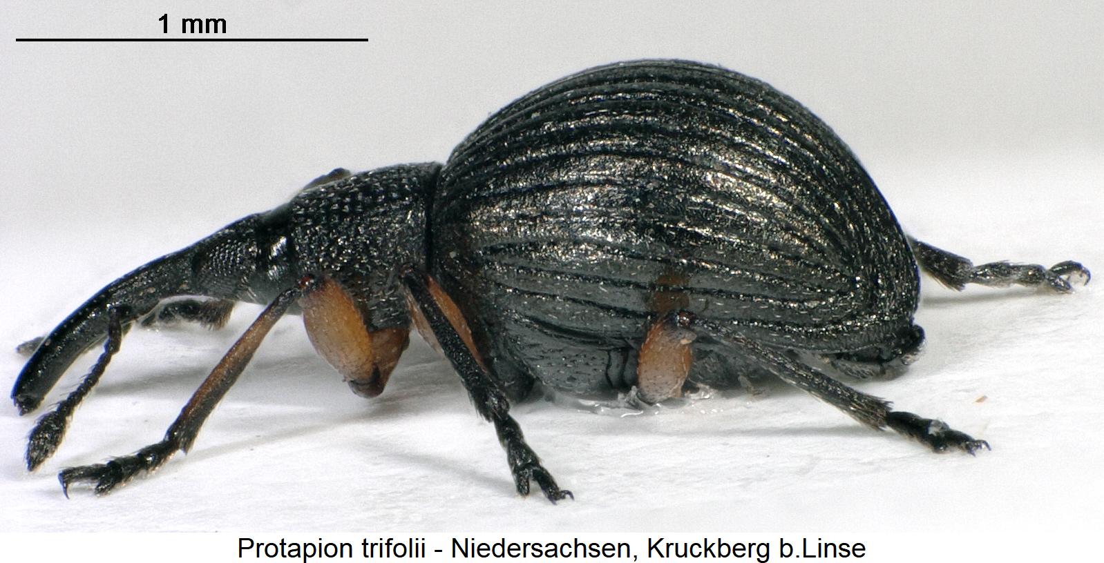 protapion_trifolii_sa.jpg