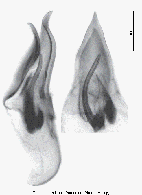 proteinus_abditus.gif
