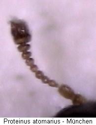 proteinus_atomarius_f.jpg
