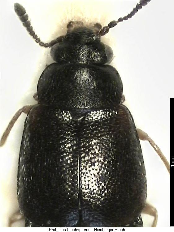 proteinus_brachypterus_vk.jpg