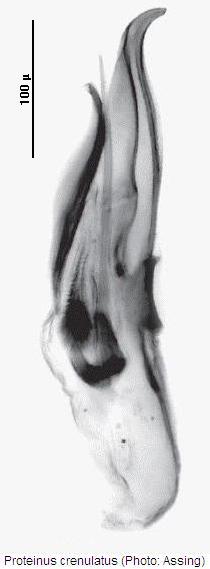 proteinus_crenulatus.jpg