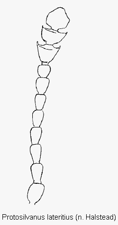 protosilvanus_lateritius_f.gif