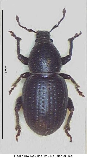 psalidium_maxillosum_hab.jpg