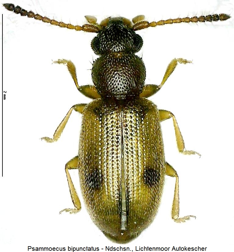 psammoecus_bipunctatus_hab2.jpg
