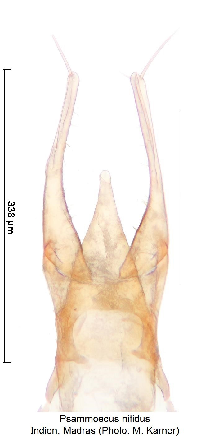 psammoecus_nitidus_pm.jpg