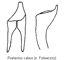 pselactus_calvus.gif