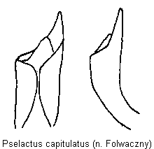 pselactus_capitulatus.gif