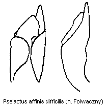 pselactus_difficilis.gif
