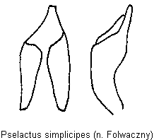 pselactus_simplicipes.gif