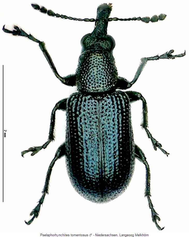 pselaphorhynchites_tomentosus_hab.jpg