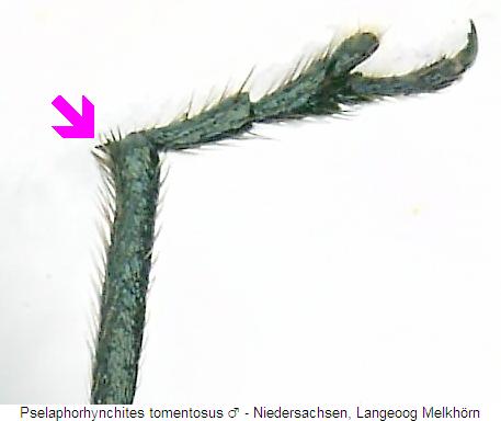 pselaphorhynchites_tomentosus_vschn.jpg