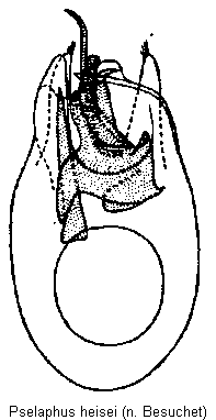 pselaphus_heisei.gif