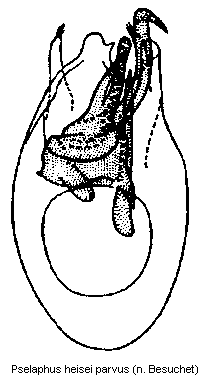 pselaphus_parvus.gif