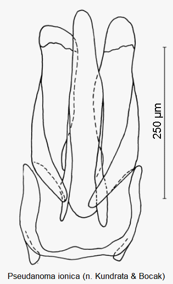 pseudanoma_ionica.gif