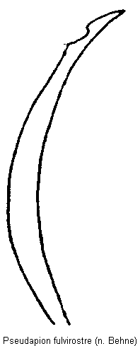 pseudapion_fulvirostre.gif