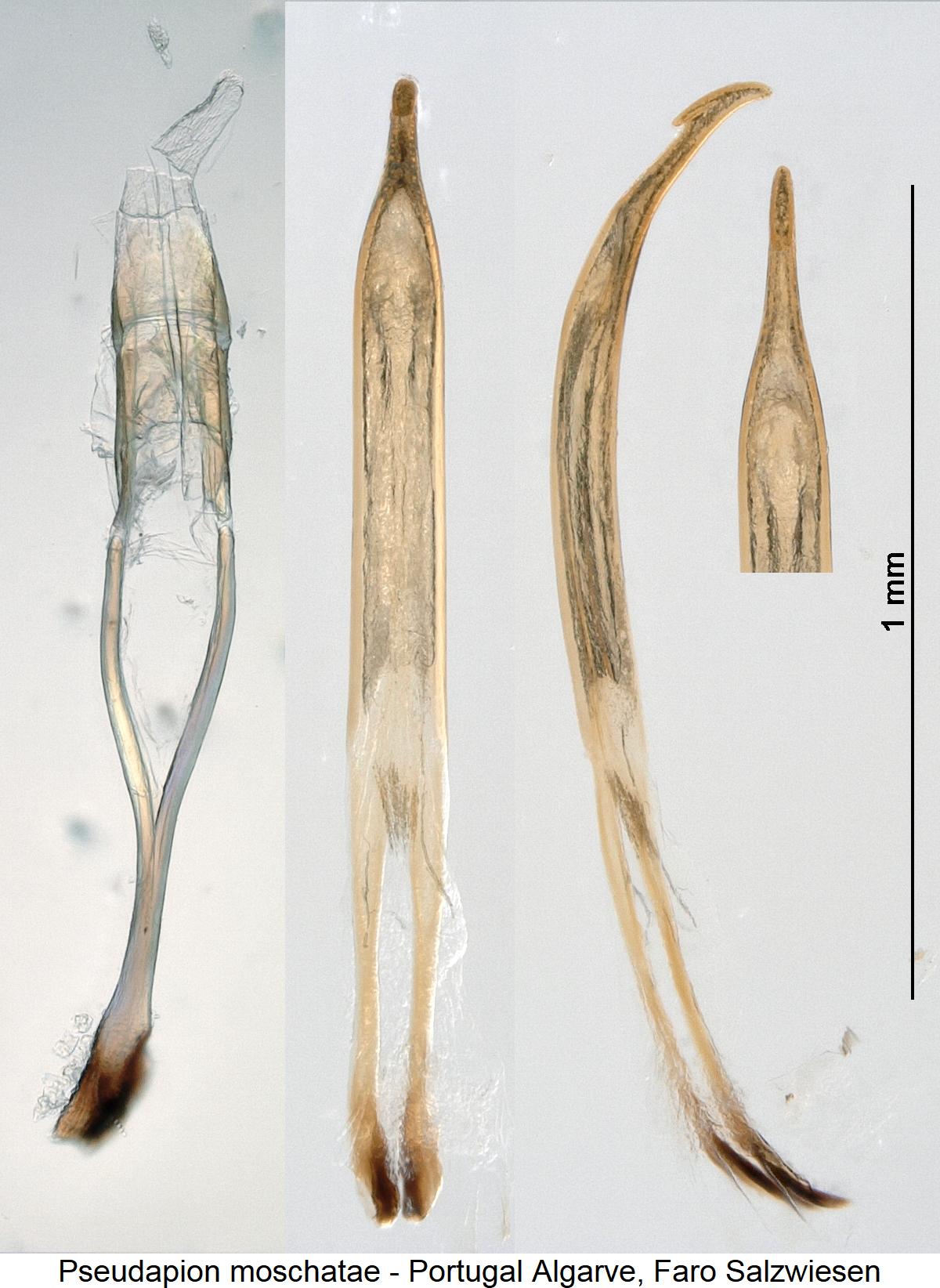 pseudapion_moschatae.jpg