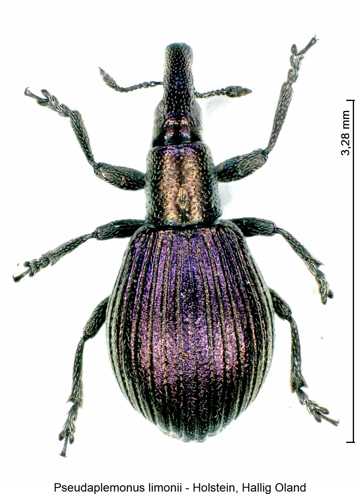 pseudaplemonus_limonii_hab.jpg