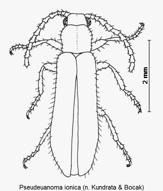 pseudeuanoma_ionica_hab.gif