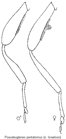 pseudeuglenes_pentatomus_hb.gif