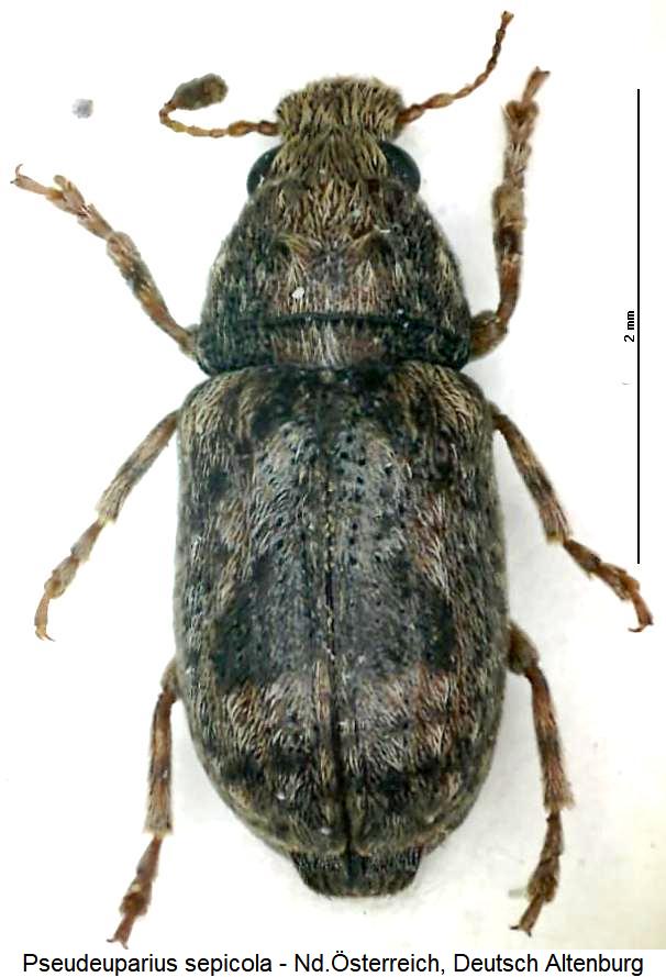 pseudeuparius_sepicola_hab.jpg