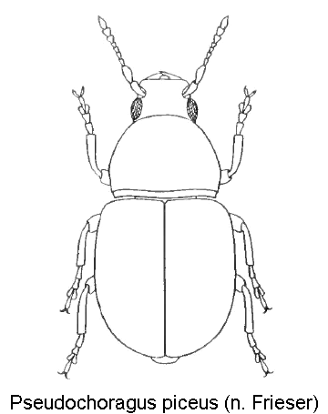 pseudochoragus_piceus_hab.gif