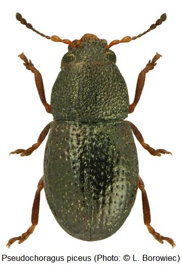 pseudochoragus_piceus_hab.jpg