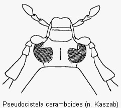 pseudocistela_ceramboides_k.gif