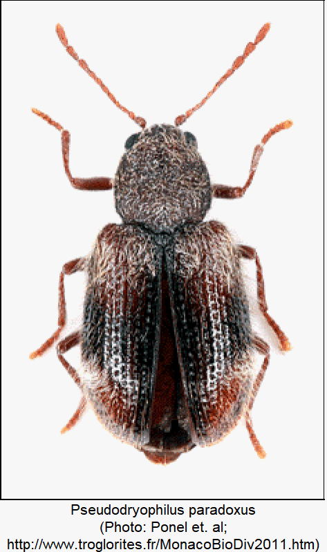 pseudodryophilus_paradoxus_hab.gif