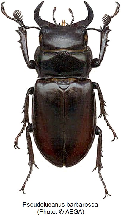 pseudolucanus_barbarossa_hab-20220302.jpg